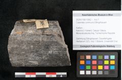 Foto (Objekt + Etikett) von Calamites communis Ettingshausen (NHMW-GEO-2024-0188-10962)